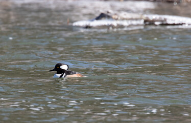 A male Hooded Merganser (Lophodytes cucullatus) at Wye Marsh in Ontario in Spring