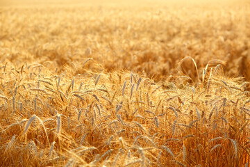 Ripe ears of wheat. Natural orange background or texture. The grain crop is ready for harvesting.