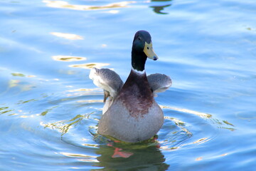 Male Mallard Duck Rising from the water