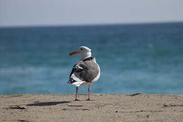 Seagull walking on the beach