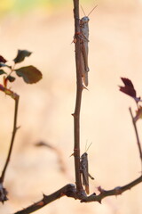 Tw Grasshoppers on a rosebush stem