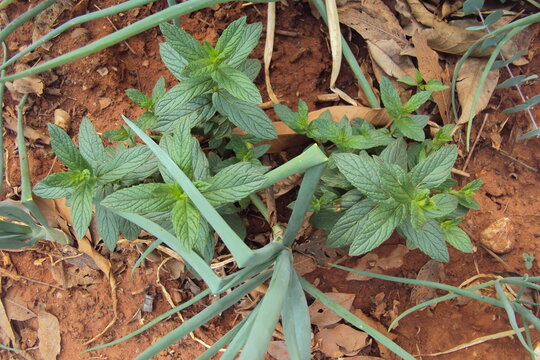 Mint with onions
