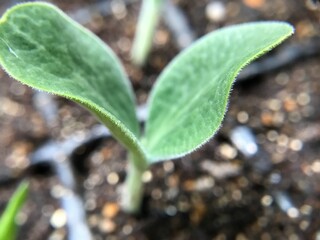 Germinated Butternut