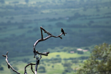 Paisagem