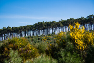 Fototapeta na wymiar Yellow broom flowers in a pine forest, Forest massif at Carcans Plage, pine forest near Lacanau, on the French Atlantic coast