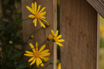 Obraz premium yellow flowers on wooden background
