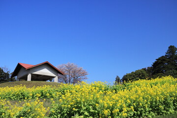 Fototapeta na wymiar 桜の木が見える菜の花畑と青い空