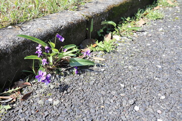 道端に咲いた可愛いスミレの花