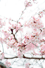 ハートマークをゲット