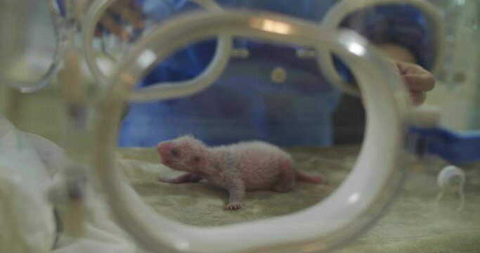 Close up of newborn baby giant panda in the lab at Sichuan China