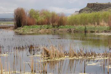 reeds in the water