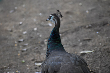 peacock with feathers