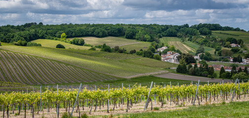 Cognac vineyard, village and Bouteville Church and castle, vintage great champagne - obrazy, fototapety, plakaty