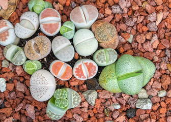 Lithops (Living stone), Cactus on flower pot