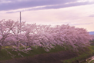 川沿いに咲く桜