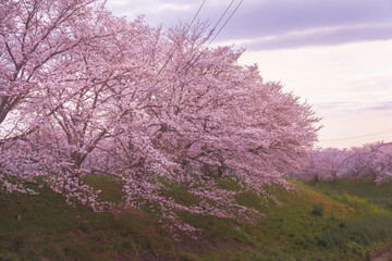 川沿いに咲く桜