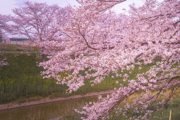 川沿いに咲く桜