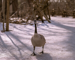 Canada Goose in winter on a snowy trail