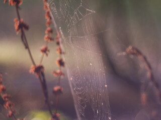 Natur