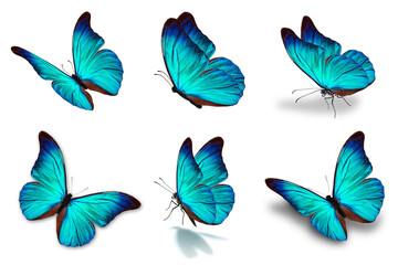 six mophor butterfly - 496226661
