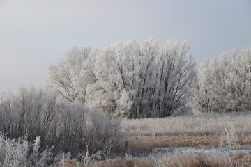 trees in the snow with hoarfrost