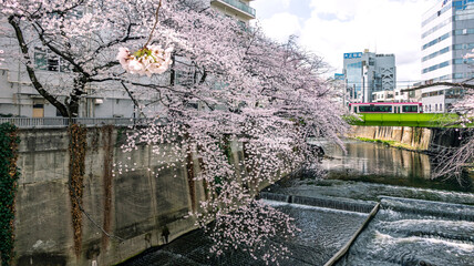 桜と鉄道
