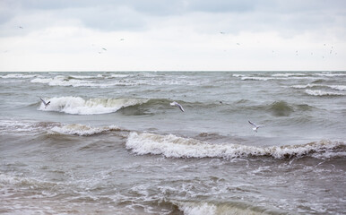 Fototapeta premium Huge waves raging in the sea and seagulls in the spray of waves. Storm at sea. Birds fly over the waves. Nature, environment, rough weather, danger