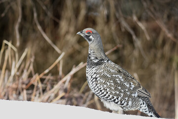 A Spruce Grouse wanders through the Alaskan wilderness on a spring day.