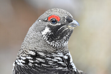 A Spruce Grouse wanders through the Alaskan wilderness on a spring day.