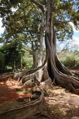 Fototapeta na wymiar Large Roots