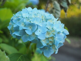 青い紫陽花の花