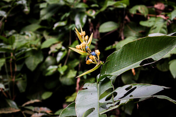 flor amarilla