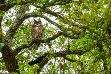 Fototapeta na wymiar Adult Great Horned Owl Perched High up in a Tree in a Very Strong Wind Being Harassed by a Crow in Audubon Park, New Orleans, LA, USA 