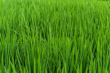 Fototapeta na wymiar Green grass rice