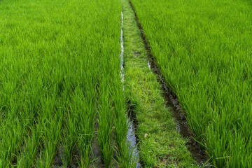 Green grass rice field