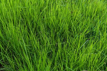 Green grass rice field