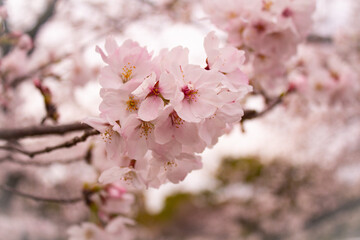pink cherry blossom