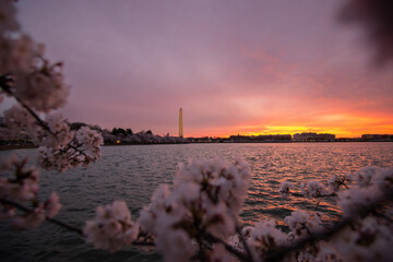 DC Cherry blossom at tidal basin (sunrise)
