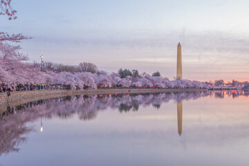 DC Cherry blossom at tidal basin (sunrise)