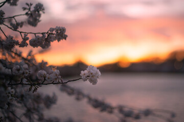 Obraz premium DC Cherry blossom 