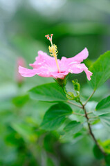 A Side View of a Beautiful Pink Hibiscus