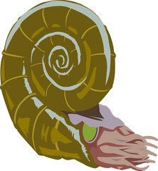 Conch Vector Portrait Illustration Cartoon