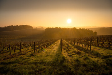 Bordeaux vineyard over frost and smog and freeze in winter, landscape vineyard - obrazy, fototapety, plakaty