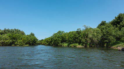 A calm blue river flows between the green banks. Lush coastal vegetation. Clear azure sky. A sunny summer day. Kamchatka