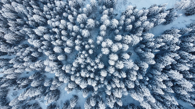 neve bosco alberi 