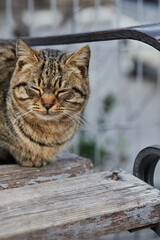 A stray cat sits on a bench in the winter. Vertical photo.