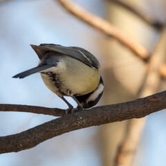 titmouse on a tree branch