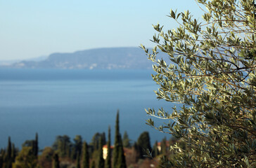 olive branch and  Lake Garda where an excellent olive oil famous throughout Italy is produced - obrazy, fototapety, plakaty