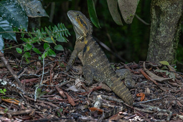 Water Dragon in Queensland Australia