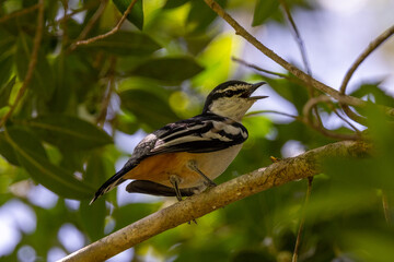 Variable Triller in Queensland Australia